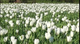 अफीम बुवाई के लिए लाइसेंस वितरण की प्रक्रिया शुरू, ऑनलाइन करना होगा आवेदन