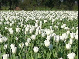 अफीम बुवाई के लिए लाइसेंस वितरण की प्रक्रिया शुरू, ऑनलाइन करना होगा आवेदन