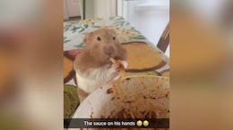 Viral Video: Hamster's Spaghetti Eating Skill Is Too Good (And Cute) To Miss