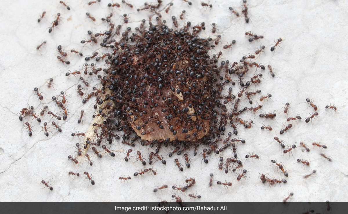 अब भी घर से जाने का नाम नहीं ले रही हैं चींटियां तो आजमाकर देख लें ये 5 तरीके, Ants हो जाएंगी गायब