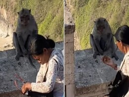 खाना दो, iphone लो : बंदर की महिला के साथ क्यूट सौदेबाजी, देखें VIDEO खाना दो, iphone लो : बंदर की महिला के साथ क्यूट सौदेबाजी, देखें VIDEO