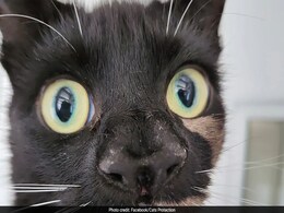 Cat With Two Noses Stuns Animal Carers, Put Up For Adoption Cat With Two Noses Stuns Animal Carers, Put Up For Adoption