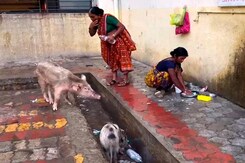 On Camera, Pigs, Filth In Maharashtra Hospital Where 31 Died In 48 Hours On Camera, Pigs, Filth In Maharashtra Hospital Where 31 Died In 48 Hours