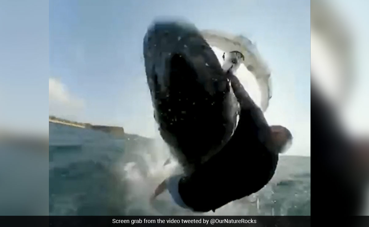Video: Terrifying Moment When Australian Surfer Collides With Whale