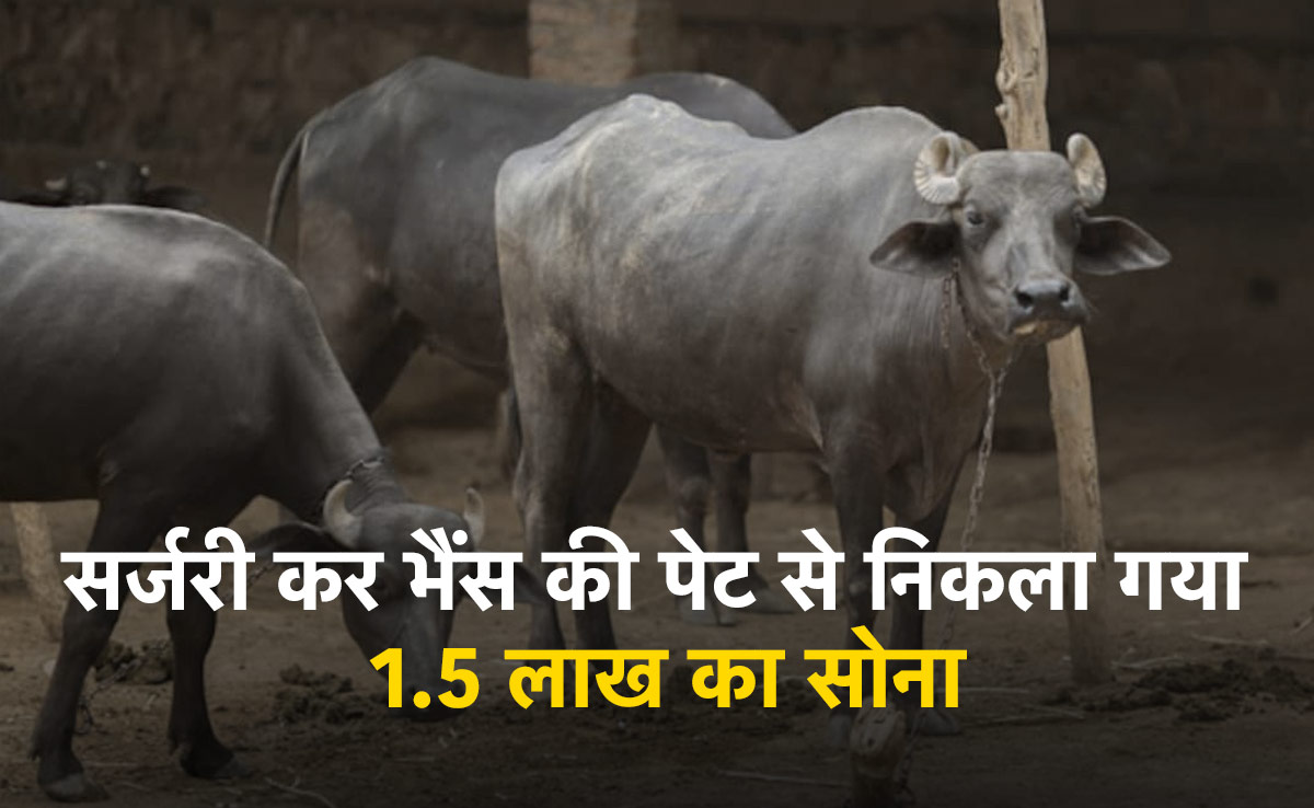 अजब-गजब: भैंस खा गई डेढ़ लाख का मंगलसूत्र, 2 घंटे की सर्जरी के बाद ऐसे मिला 25 ग्राम सोना