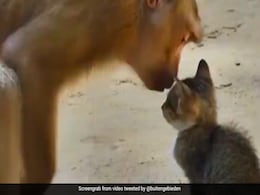 बंदर को बिल्ली पर आया प्यार, गोद में बैठाकर खूब किया दुलार, Video देख इमोशनल हुए लोग बंदर को बिल्ली पर आया प्यार, गोद में बैठाकर खूब किया दुलार, Video देख इमोशनल हुए लोग