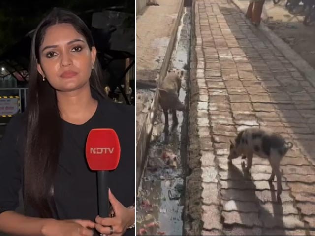 सिटी सेंटर: नांदेड़ के अस्पताल में घूम रहे सूअर, सफाई व्यवस्था का बुरा हाल