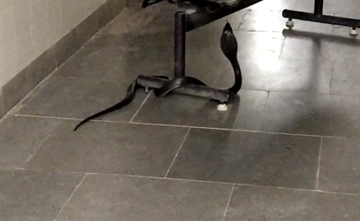 देर शाम अस्पताल आया 8 फीट लंबा ब्लैक कोबरा,  5 घंटे तक फन फैलाए एक वार्ड से दूसरे वार्ड में घूमता रहा सांप