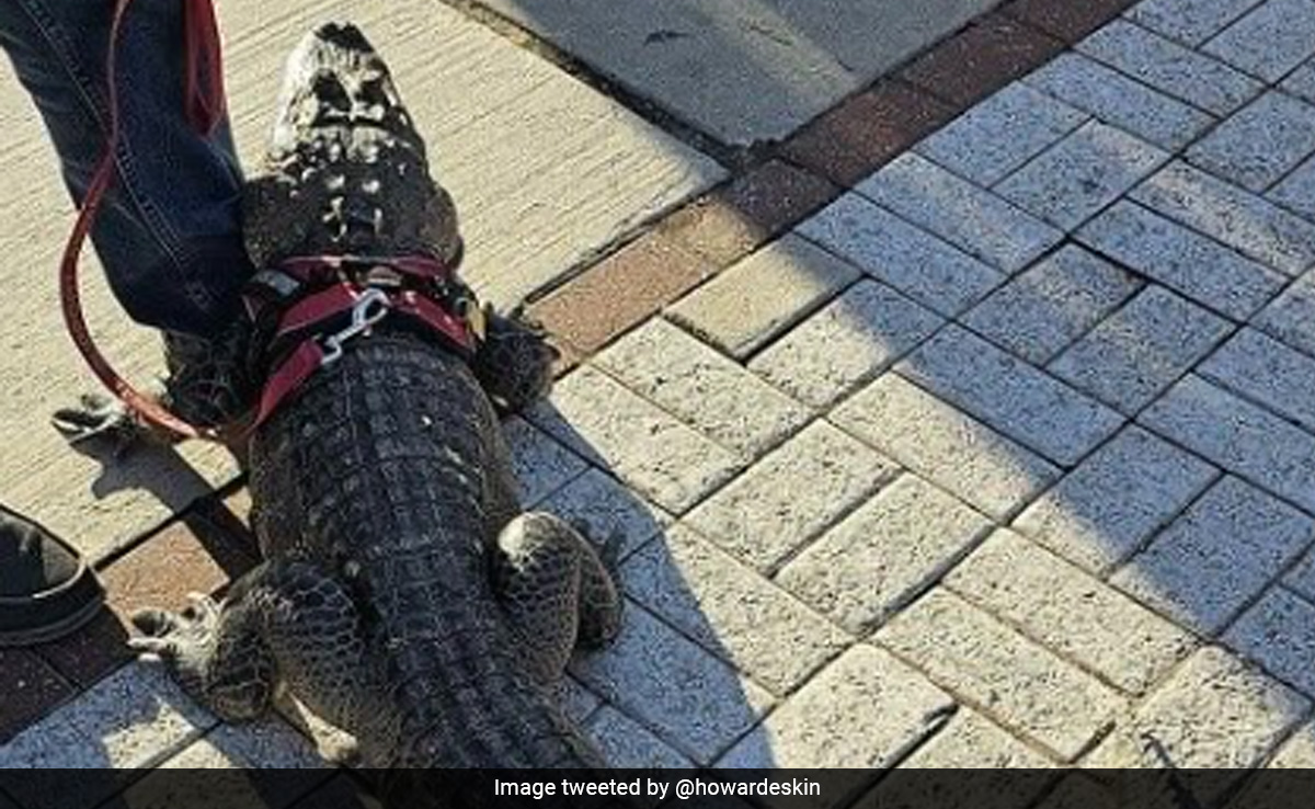 US Man Denied Entry After He Brings 'Emotional Support' Alligator To A Baseball Game