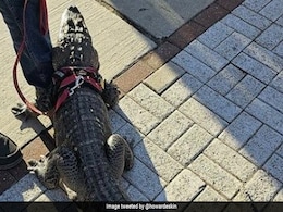 US Man Denied Entry After He Brings 'Emotional Support' Alligator To A Baseball Game US Man Denied Entry After He Brings 'Emotional Support' Alligator To A Baseball Game