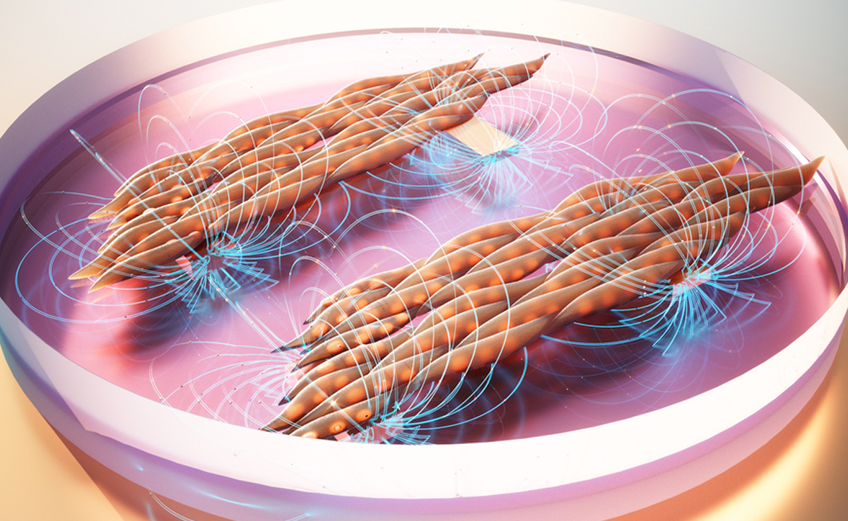 MIT Engineers Develop Tool To Explore Exercise's Mechanical Impact On Cells