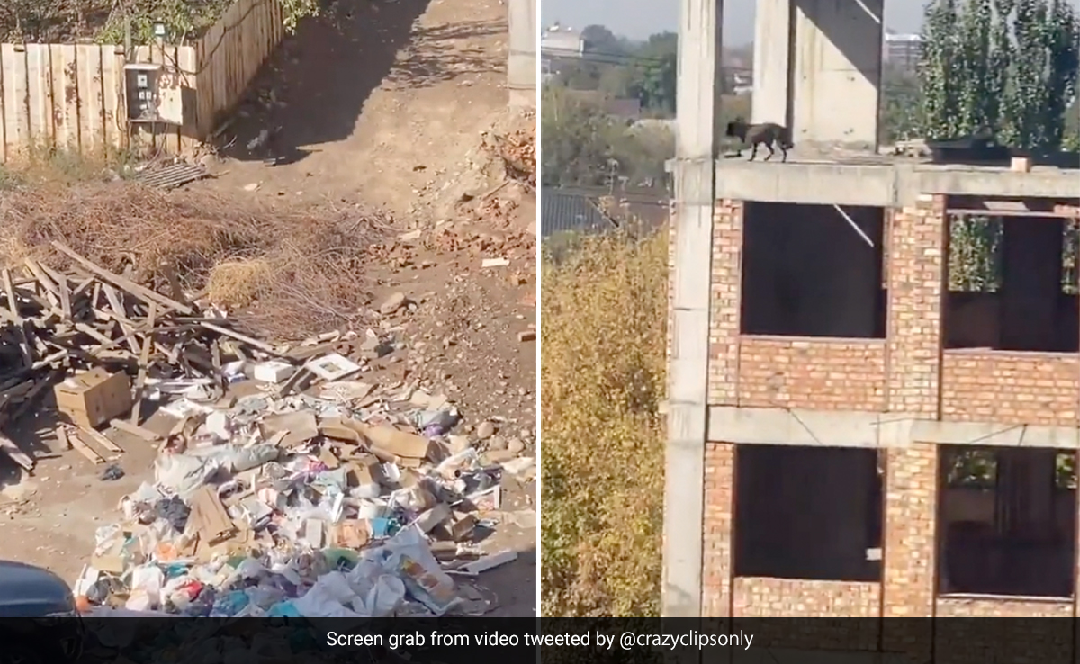 कुत्ते ने पांचवी मंजिल से हवा में लगा दी छलांग, नीचे गिरते ही जो हुआ, आप डर जाएंगे