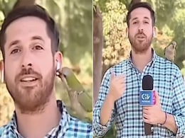 लाइव रिपोर्टिंग कर रहा था रिपोर्टर, तभी तोता आया और कान से ईयरफोन लेकर भाग गया, देखें वायरल वीडियो लाइव रिपोर्टिंग कर रहा था रिपोर्टर, तभी तोता आया और कान से ईयरफोन लेकर भाग गया, देखें वायरल वीडियो