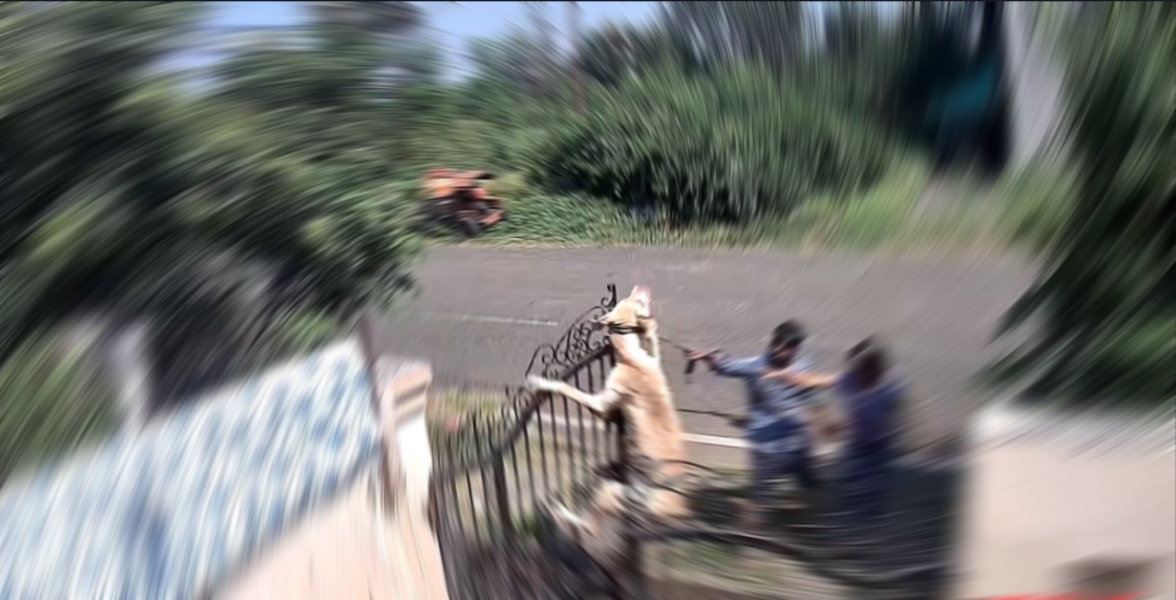 ट्रेनिंग फीस के नाम पर हजारों लेकर भी ट्रेनर ने Dog को गेट से फांसी लगाकर मार डाला, पुलिस ने भी नोटिस देकर छोड़ा