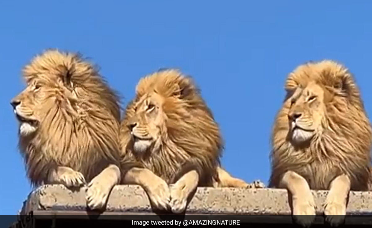 एकसाथ बैठे थे तीन शेर, अचानक तीनों मिलकर लगे दहाड़ने, वायरल Video ने लोगों को डरा दिया एकसाथ बैठे थे तीन शेर, अचानक तीनों मिलकर लगे दहाड़ने, वायरल Video ने लोगों को डरा दिया