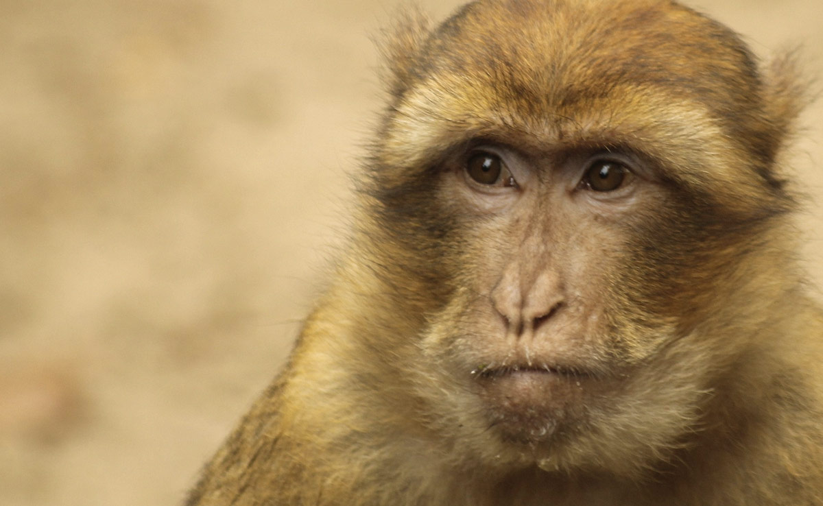 ''Extraordinary Milestone'': Monkey Survives For 2 Years After Pig Kidney Transplant