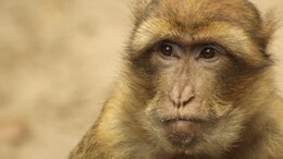 Why Monkeys Are Better At Yodelling Than Humans