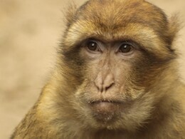 Ebola Could Be Treated With A Pill, Promising Monkey Study Ignites Hope