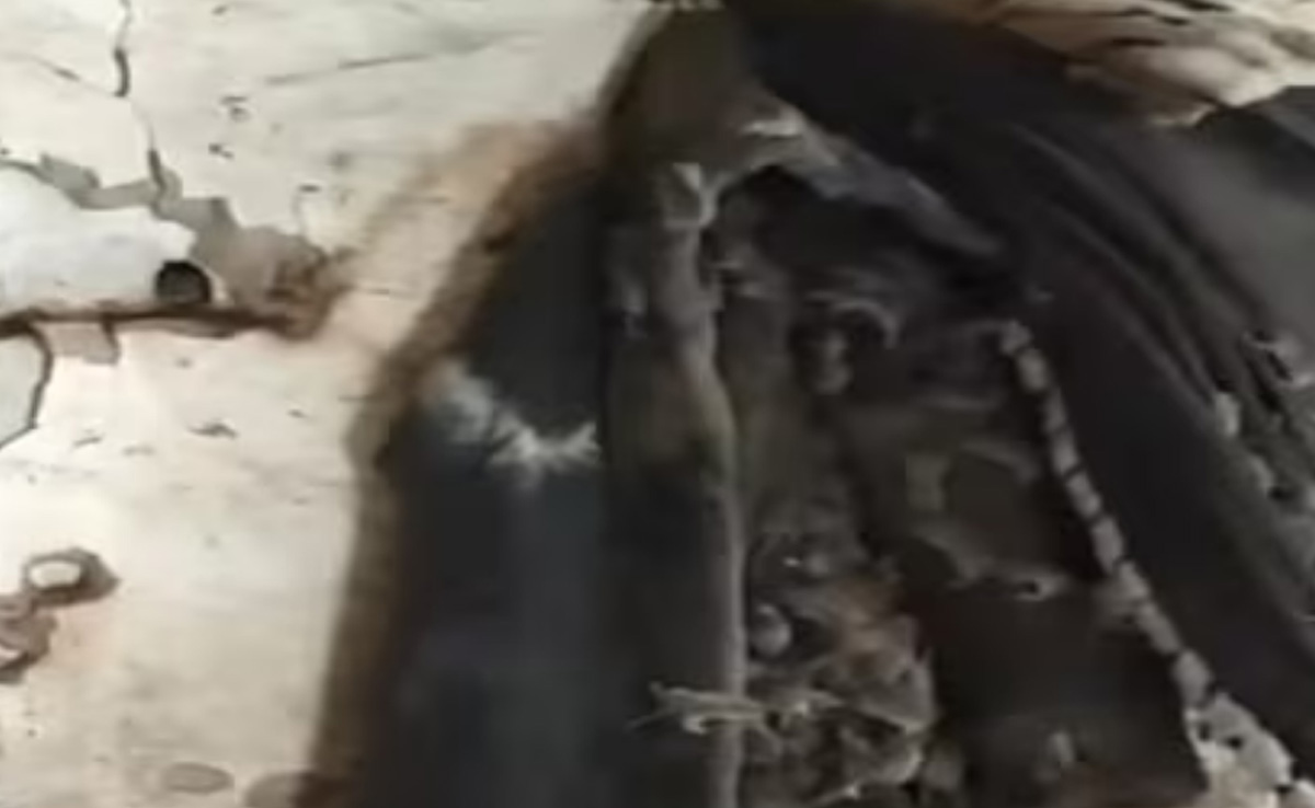 दीवार पर टंगे इस जैकेट को देख लोगों ने पूछा- क्या ये चूहों से बना है, गिनते-गिनते थक जाएंगे आप