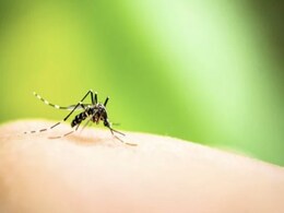 National Dengue Day 2024 : दूर-दूर तक नहीं मंडराएगा डेंगू का मच्छर, बस अपने रूटीन में कर लें ये 5 बदलाव National Dengue Day 2024 : दूर-दूर तक नहीं मंडराएगा डेंगू का मच्छर, बस अपने रूटीन में कर लें ये 5 बदलाव
