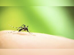 मध्य प्रदेश में डेंगू का आतंक, 1500 लोग गिरफ्त में... जान लें लक्षण और बचाव के तरीके