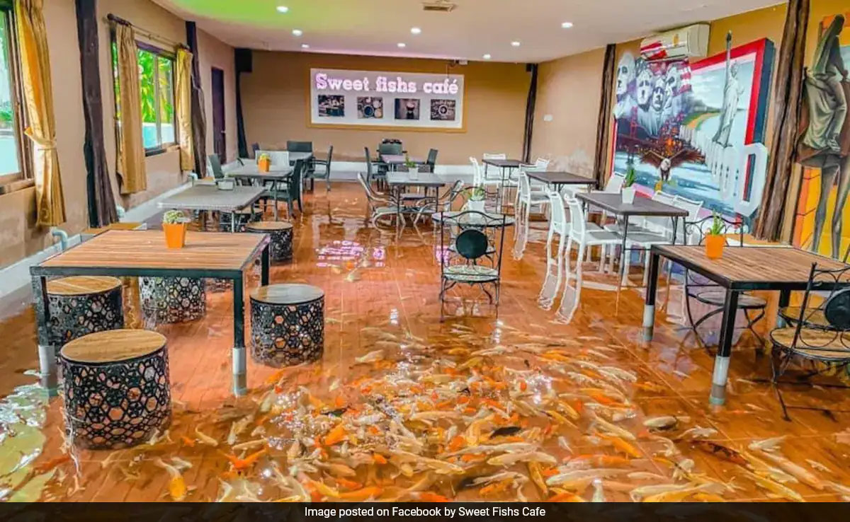 थाइलैंड में अनोखा रेस्टोरेंट, मछलियों के साथ बैठ कर भोजन का आनंद ले सकते हैं. सोशल मीडिया पर वीडियो वायरल