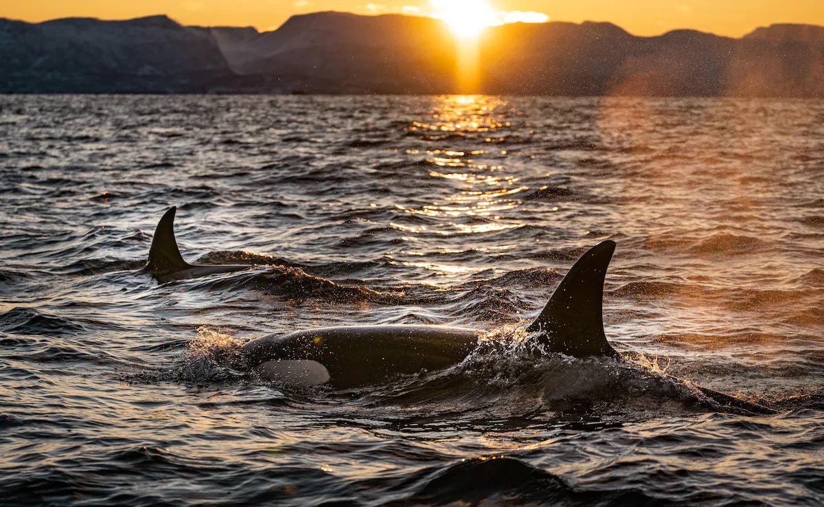 Killer Whales Wreak Havoc: Polish Yacht Destroyed By Orca Pod In High ...