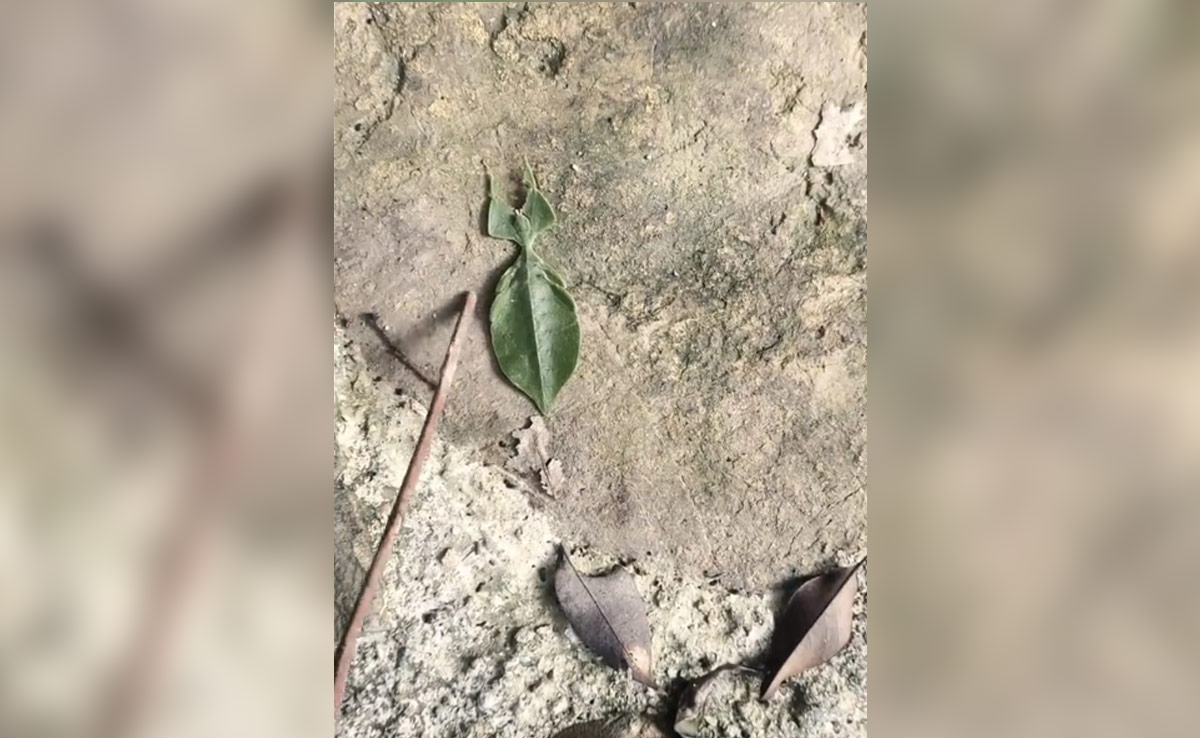 जिसे आप हरा पत्ता समझने की भूल कर रहे हैं, वो कुछ और ही हैं, 10 लाख लोगों ने देखा वीडियो