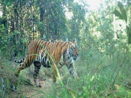 CG News: जंगल में बाघ की चहलकदमी से इलाके में दहशत, वन विभाग ने लोगों को दी ये हिदायत CG News: जंगल में बाघ की चहलकदमी से इलाके में दहशत, वन विभाग ने लोगों को दी ये हिदायत