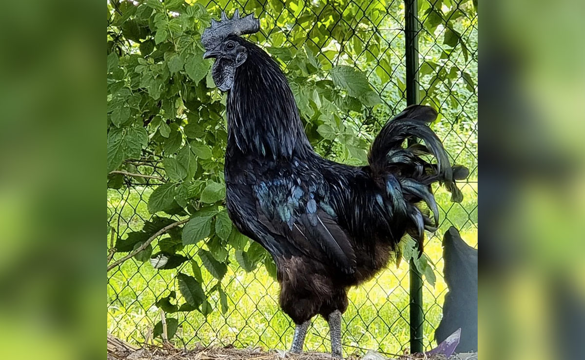 Did You Know All-Black "Lamborghini Chicken" Can Cost Up To Rs 5 Lakh