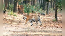 रणथंभौर पार्क में पैंथर के हमले से हुई बाघिन T-63 की मौत, पोस्टमार्टम के बाद किया गया दाह संस्कार