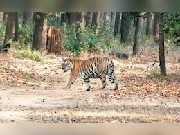 रणथंभौर पार्क में पैंथर के हमले से हुई बाघिन T-63 की मौत, पोस्टमार्टम के बाद किया गया दाह संस्कार रणथंभौर पार्क में पैंथर के हमले से हुई बाघिन T-63 की मौत, पोस्टमार्टम के बाद किया गया दाह संस्कार