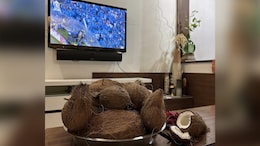 Fan Ordered 51 Coconuts On Swiggy, Hoping For India's Triumph In The World Cup