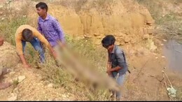 MP News: पन्ना ज़िले में शिकार का मामला, लहूलुहान हालत में जानवर का शव मिलने से हड़कंप