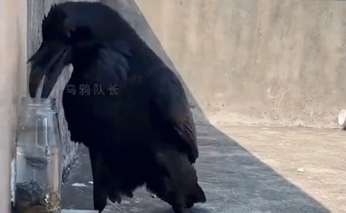Crow Video: बोतल में कौए ने डाले कंकड़, जुगाड़ से पिया पानी, यूज़र्स बोले- याद आ गई पुरानी कहानी...
