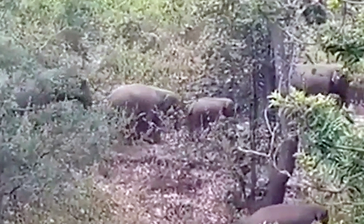 CG News : बलरामपुर में घुसा हाथियों का झुंड, ग्रामीणों में दहशत