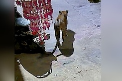 Video: Panic In Nashik As 2 Leopards Enter Homes, Roam In Streets Video: Panic In Nashik As 2 Leopards Enter Homes, Roam In Streets