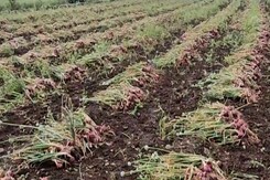 Madhya Pradesh: खंडवा में प्याज की फसल को भारी नुक्सान, किसान परेशान Madhya Pradesh: खंडवा में प्याज की फसल को भारी नुक्सान, किसान परेशान