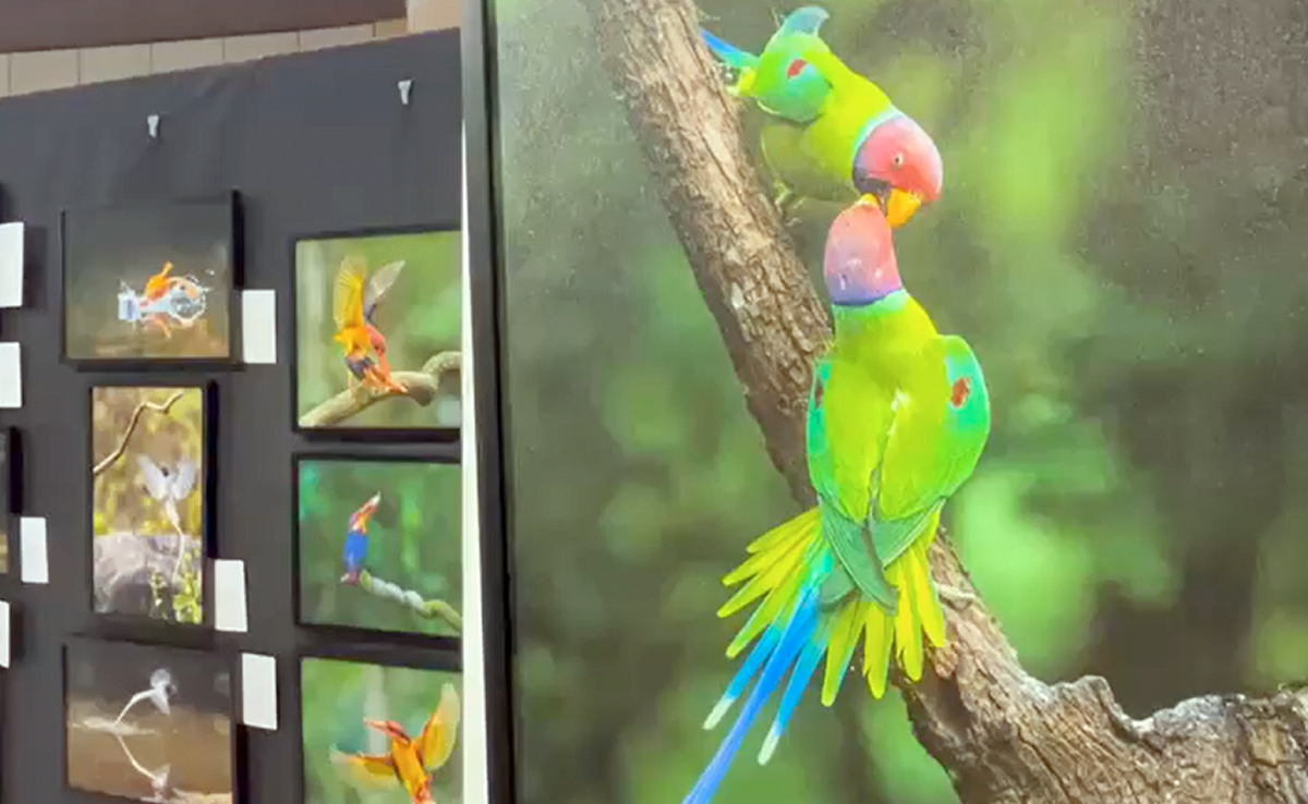 दिल के डॉक्टर की वाइल्ड लाइफ फोटोग्राफी ने चुराया सबका दिल