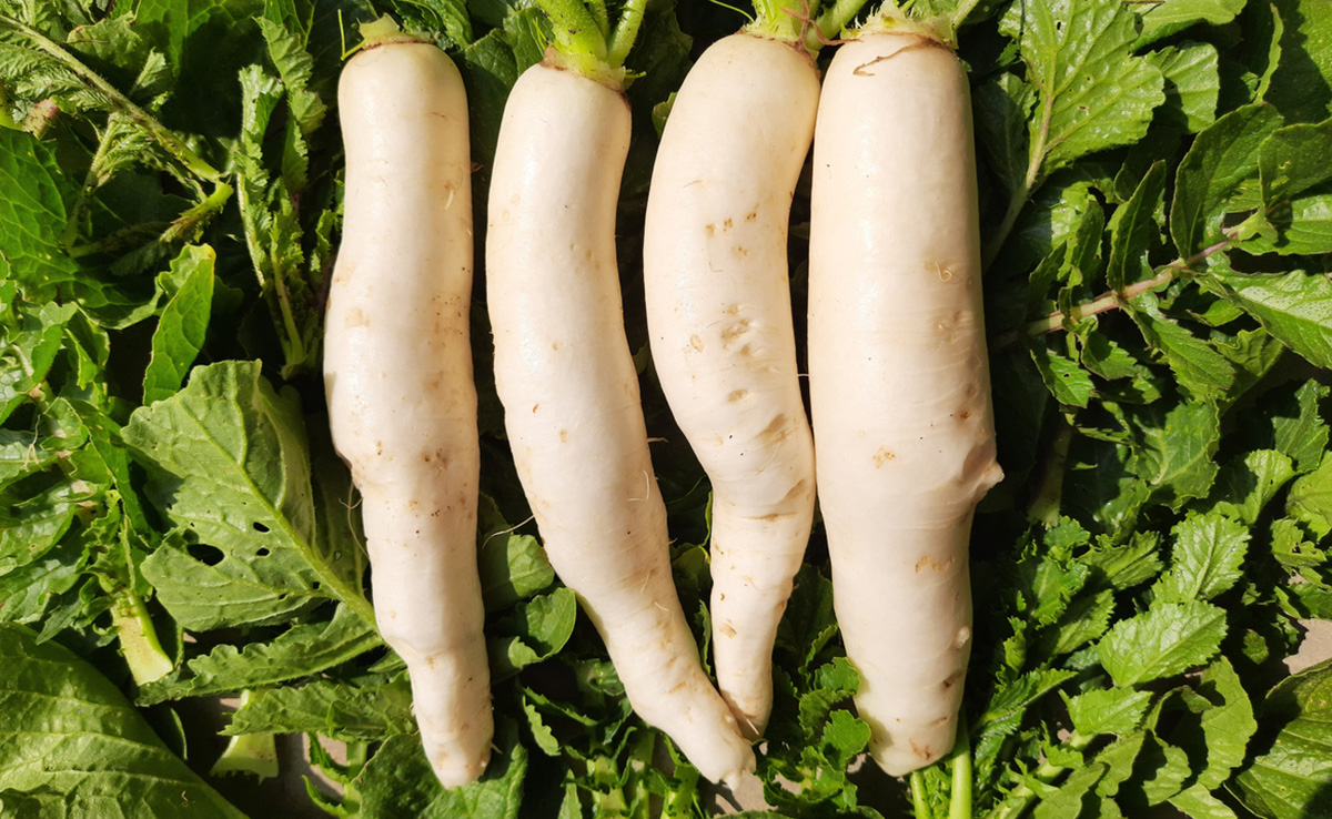 Health Benefits of Radish: क्या आप भी सलाद की प्लेट से हटा देते हैं मूली? डाइटीशियन से जानिए इसके फायदे