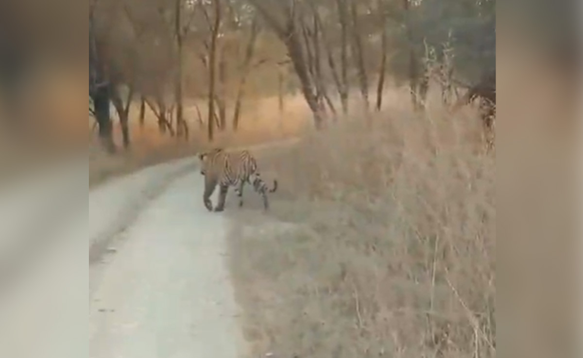 चीतों के जंगल में बाघ की आमद! कुनो नेशनल पार्क में टहलता दिखा टाइगर, फैली दहशत