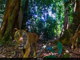 Rare Malayan Tiger Captured In Striking Photo By Camera Trap Rare Malayan Tiger Captured In Striking Photo By Camera Trap