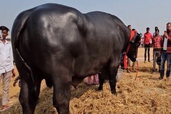 Rajasthan Ajmer: पुष्कर में 1570 किलो वजन,11 करोड़ कीमत वाला हनुमान नाम का भैंसा हुआ वायरल Rajasthan Ajmer: पुष्कर में 1570 किलो वजन,11 करोड़ कीमत वाला हनुमान नाम का भैंसा हुआ वायरल