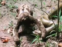 एनाकोंडा के मुंह से गुजर कर निकल गया ये आलसी जानवर, ऐसा लग रहा है- यमराज छुट्टी पर हैं! एनाकोंडा के मुंह से गुजर कर निकल गया ये आलसी जानवर, ऐसा लग रहा है- यमराज छुट्टी पर हैं!