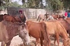 कार्तिक मेले में बिकने आए गधे, फिल्मी सितारों के नाम पर रखे गए हैं नाम कार्तिक मेले में बिकने आए गधे, फिल्मी सितारों के नाम पर रखे गए हैं नाम