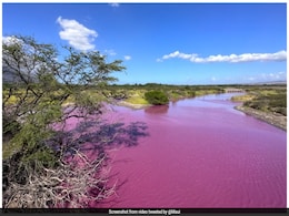 Watch: Pond In US Island Mysteriously Turns Bright Pink, Experts Explain Why Watch: Pond In US Island Mysteriously Turns Bright Pink, Experts Explain Why