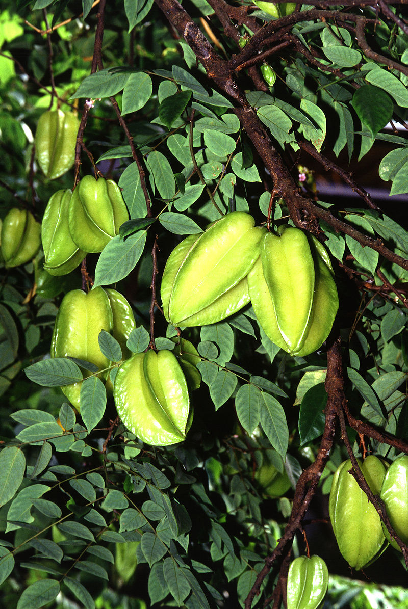 Star Fruit :साल में दो महीने ही बाजार में म‍िलता है यह करामाती फल, सर्दियों में जानें इसे खाने के फायदे