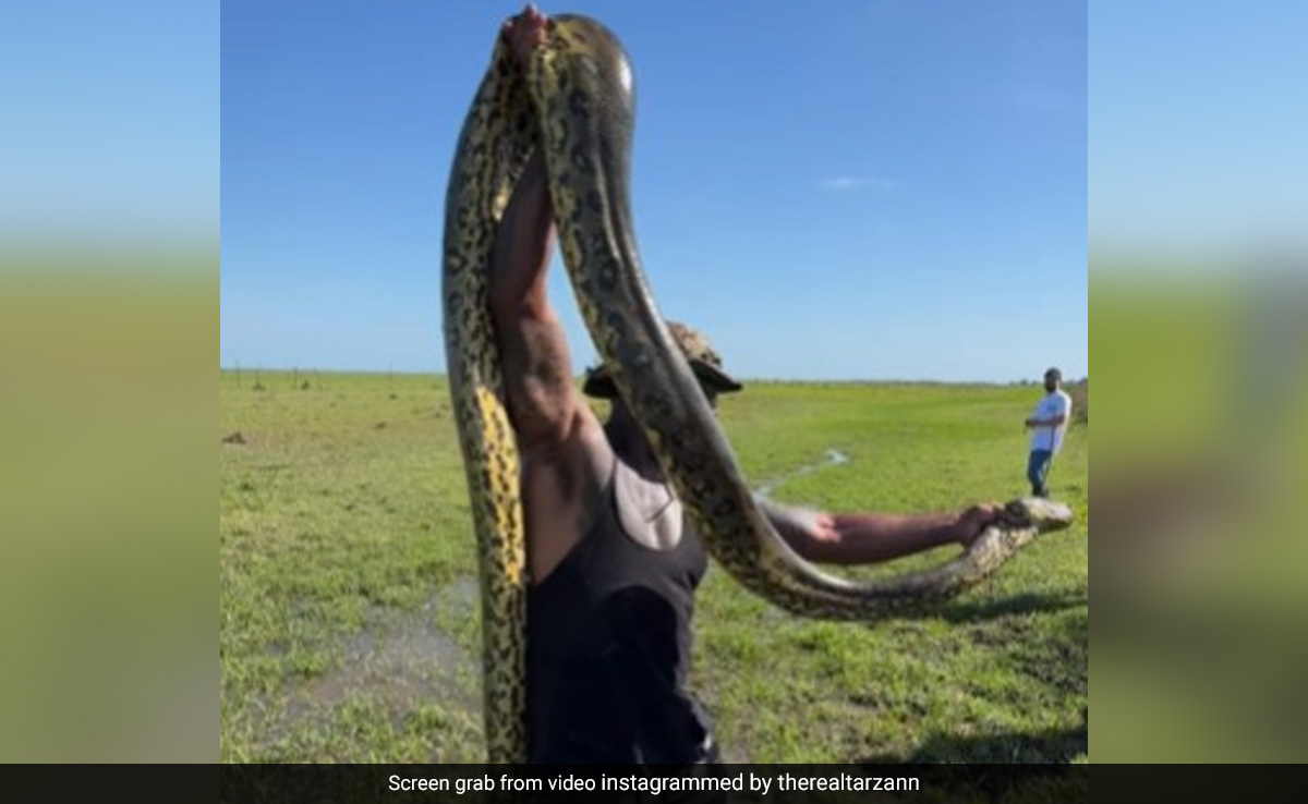 Viral Video: Man Catches Huge Anaconda With Bare Hands