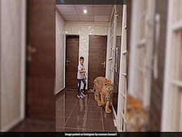 Pakistan YouTuber Posts Video Of Boy Walking A Chained Tiger, Internet Shocked Pakistan YouTuber Posts Video Of Boy Walking A Chained Tiger, Internet Shocked