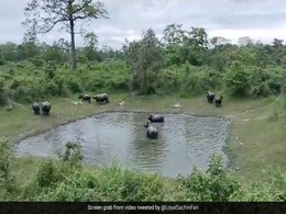 IFS ने पूछा- बताइए गैंडों के समूह को क्या कहा जाता है? शेयर किया तालाब में पूल पार्टी करते गैंडों का मज़ेदार Video IFS ने पूछा- बताइए गैंडों के समूह को क्या कहा जाता है? शेयर किया तालाब में पूल पार्टी करते गैंडों का मज़ेदार Video